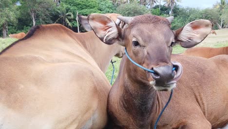 Primer-Plano-De-Ganado-De-Vacas-Marrones-Lamiendo-Con-La-Lengua-Y-Masticando,-Pastando-En-El-Paisaje-De-Pradera-Verde-De-Bali-Indonesia,-Cámara-Lenta