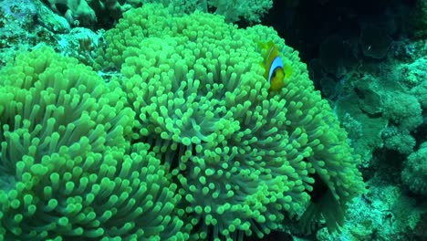 clownfish swims in and out of anemone