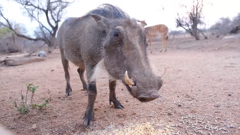 close-up-video-of-an-older-wild-water-hog-feeding-and-eating-food-on-the-ground-on-the-floor-in-africa-with-a-herd-of-young-gazelle's-looking-intrigued-in-the-background