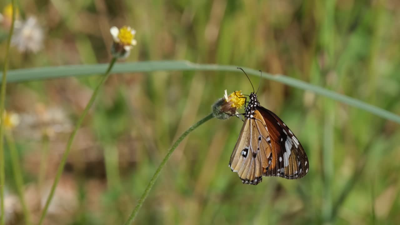 una mariposa colgando de una flor mientras se alimenta de ella durante un día de viento, tailandia