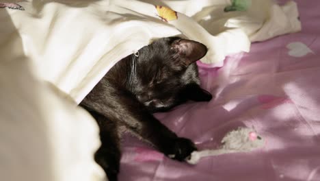 a cat is peacefully resting under a blanket - close up