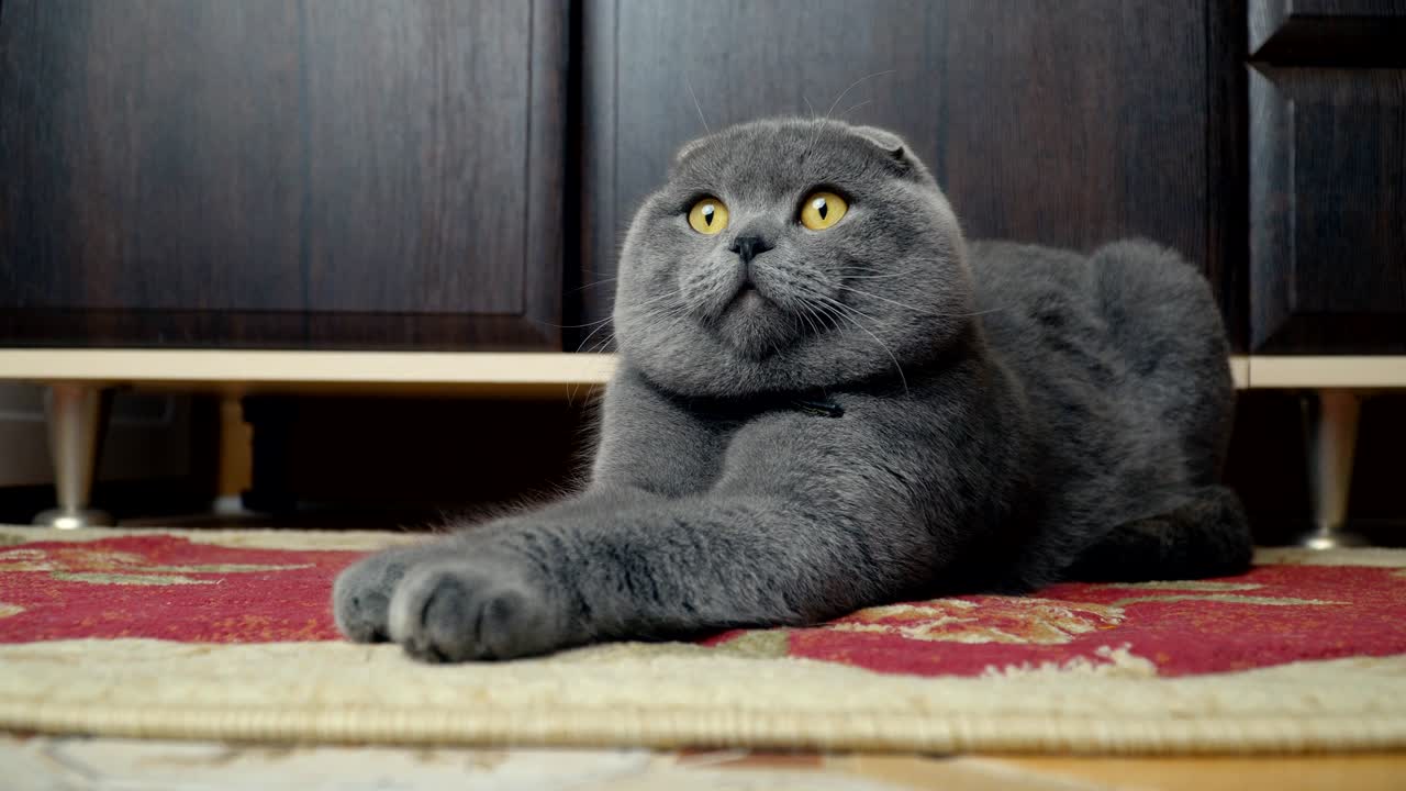 고양이  귀 브리튼