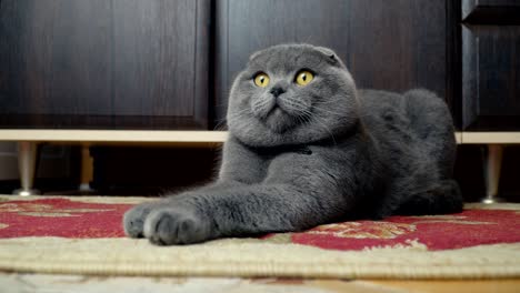 кошачья уховая британка