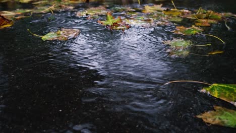 autumn rain in bad weather, rain drops on the surface of the puddle with fallen leaves.