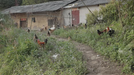 remote rural scene of a poor house and a dirt road full of chickens and weed covered