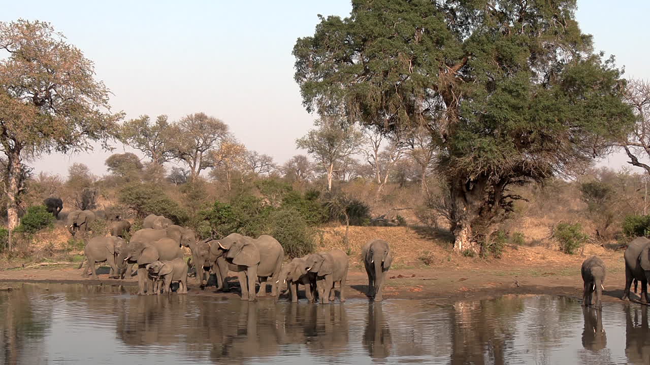 Un grande gruppo di elefanti che bevono acqua per dissetarsi, con alcuni ancora in avvicinamento sullo sfondo, nel Parco Nazionale del Grande Kruger