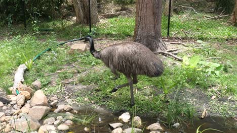 an emu walking near a small stream