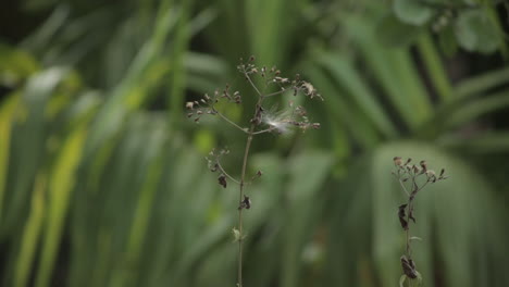 cyanthillium cinereum swaying in wind. static