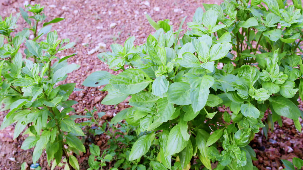 Explore lush growth of basil plants thriving in a garden setting