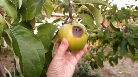 mano tocó una manzana verde podrida en un árbol