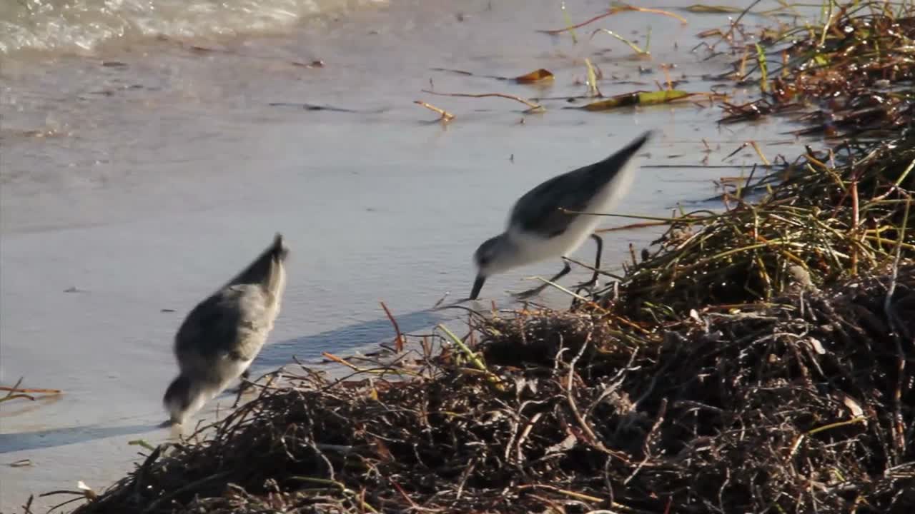 los pájaros lavanderas picotean a lo largo de la orilla