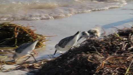 los pájaros lavanderas picotean a lo largo de la orilla