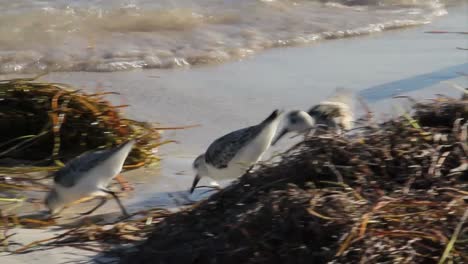 sandpiper birds peck along the shore