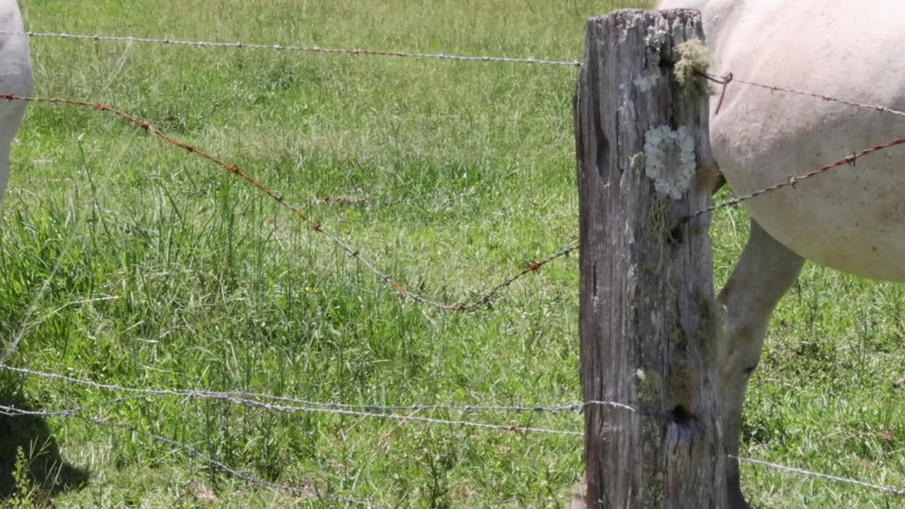 A white horse stands near a wooden fence in a grassy field under the sun.