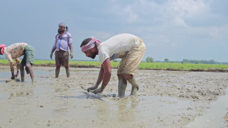 a group of indian male farmers using agricultural equipment, preparing the plowed land for crop farming