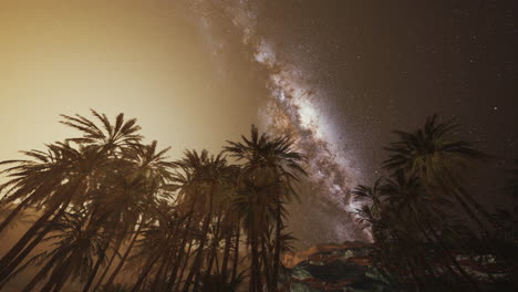 starry night sky against with coconut palm trees