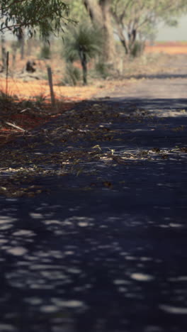 a deserted road winding through the australian outback