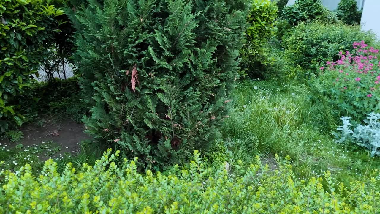 dos perros buddy-pekinés