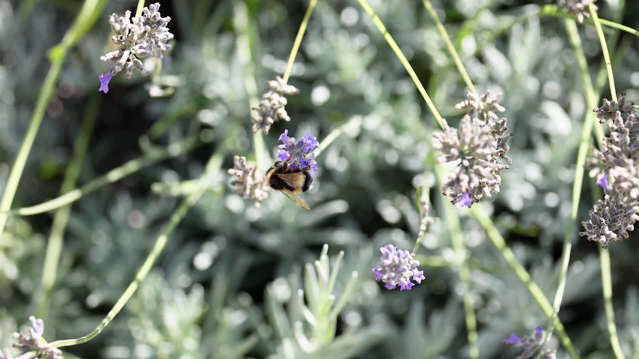 abejorro recogiendo néctar de las flores de lavanda
