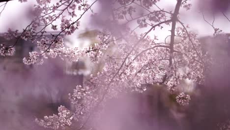 Kirschblüten-Frühlingspark-Japan