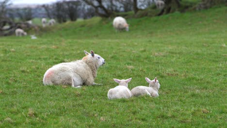 lambs and sheep sitting on the grass field on a farm