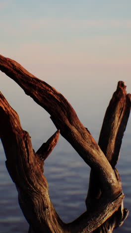 driftwood on a beach at sunset