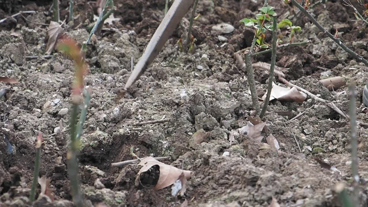 장미 덤불을 심는 것