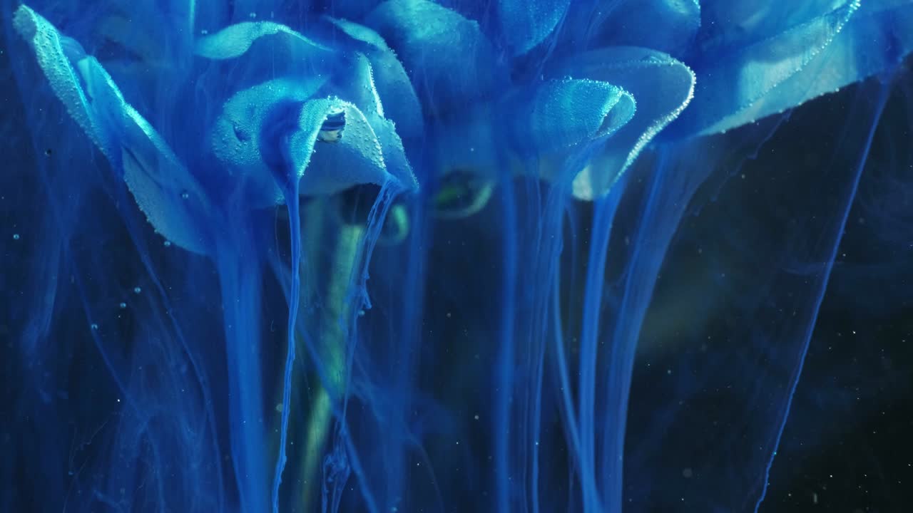 수중 잉크 흐름 연기 움직임 꽃잎