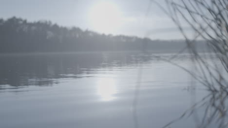 Overview-shot-of-a-lake-on-a-sunny-day-with-plants-in-the-foreground-LOG