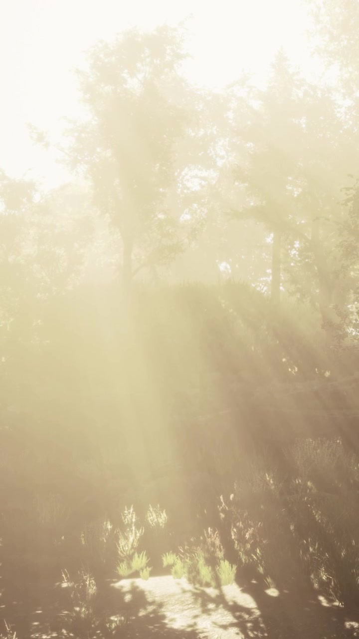 Luz filtrando-se pelas árvores em uma floresta densa durante a manhã.