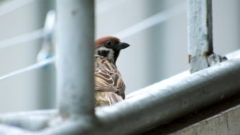 hopping and then flying, a eurasian tree sparrow hops to the right and flies away to the top-center side of the frame