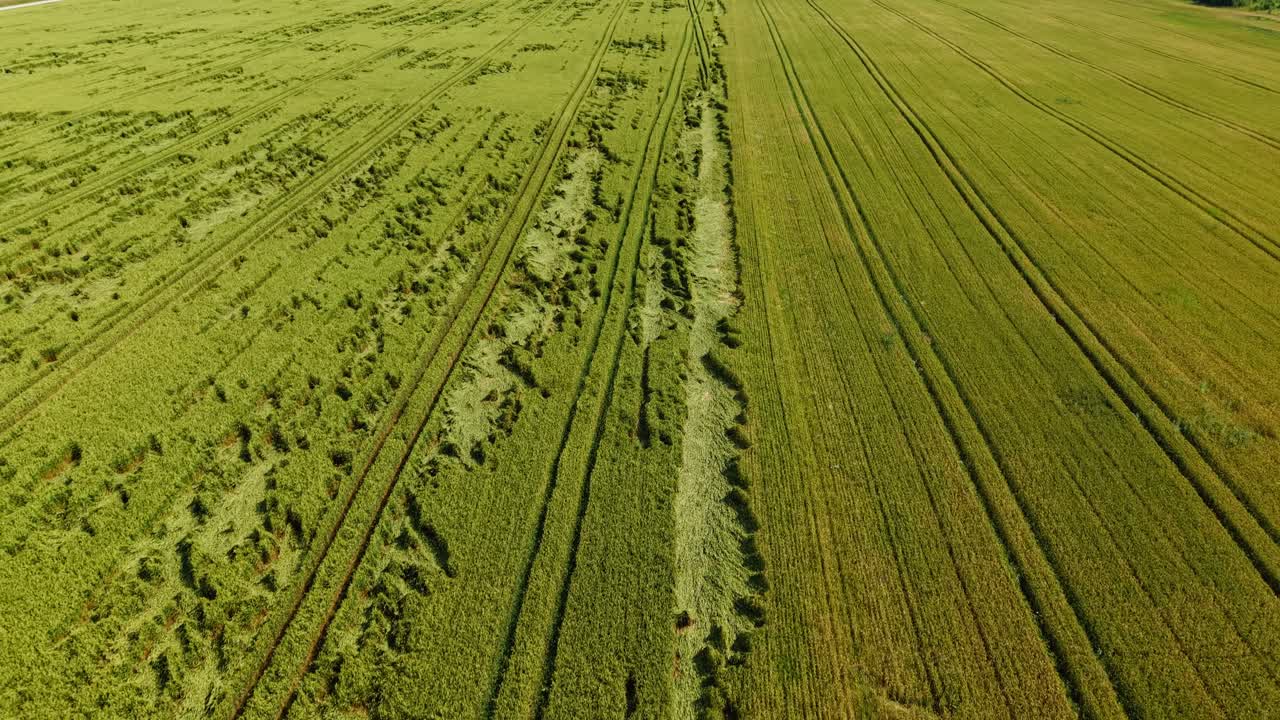 Top down of grain field with varied green textures and scattered curved tractor lines