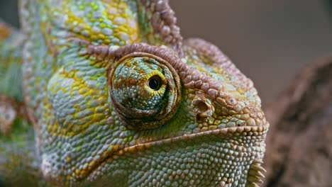 macro view of the face of a veiled chameleon, portrait of green cone-head chamaeleo calyptratus