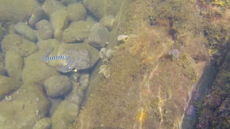 Serpiente-Marina-Bajo-El-Agua-Buscando-Comida