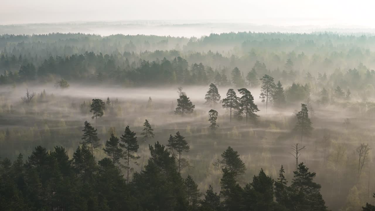 Early morning and misty forest landscape of Lithuania, aerial view