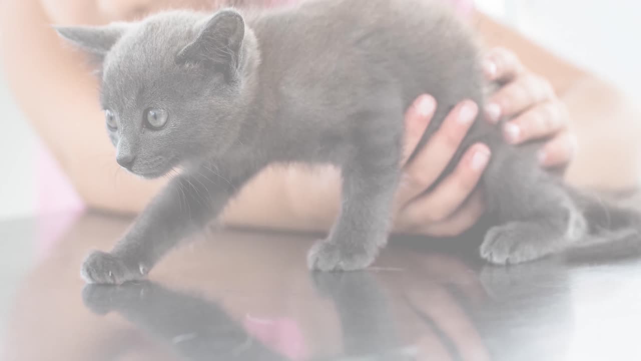 анимация кавказской девушки, держащей кошку