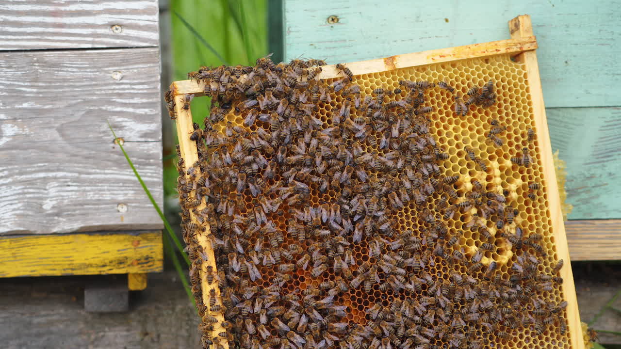 honey bees on honeycomb in apiary in summertime