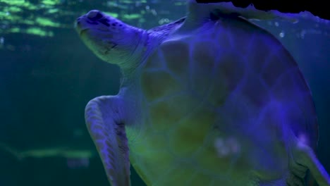 sea turtle in aquarium