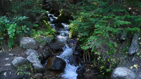 Mountain-stream-cascading-through-lush-forest-on-a-hike-in-Colorado,-static