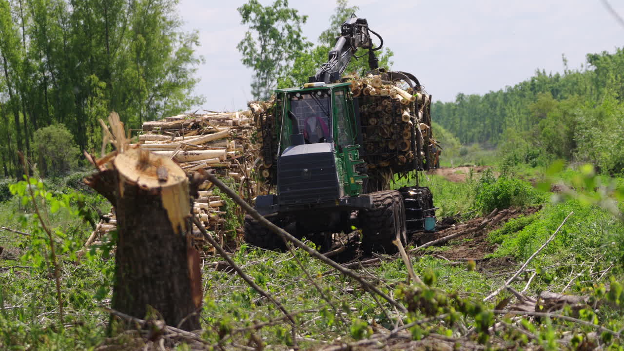 Heavy machinery harvester collecting and loading timber logs in forest clearing area. Industrial forestry equipment working among tree stumps and vegetation in managed woodland environment.