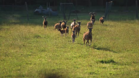 un pequeño rebaño de muflones corre curiosamente hacia la cámara
