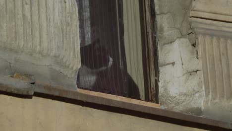 curious watchful black and white cat sitting in rustic decaying stone window