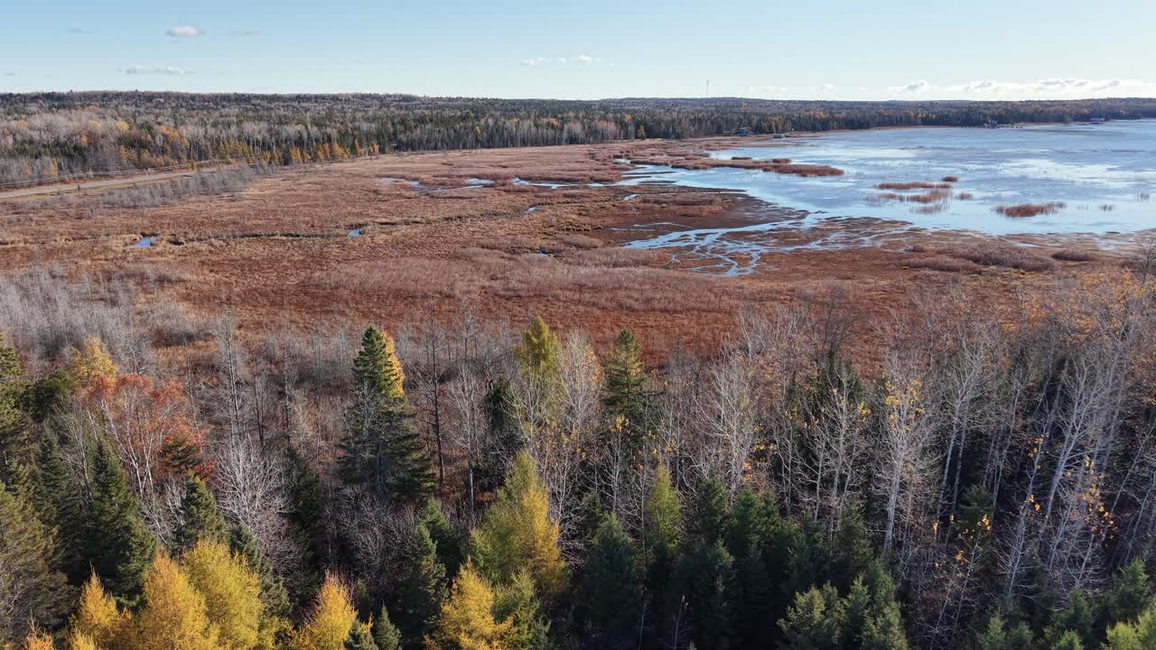 Aerial drone shot of vibrant autumn forest meeting a wide open wetland under overcast skies
