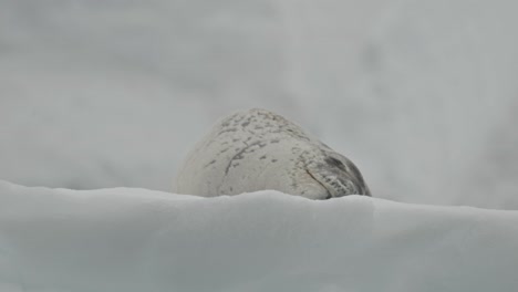 leopard seal sleeping and relaxing on icebergs in antarctica