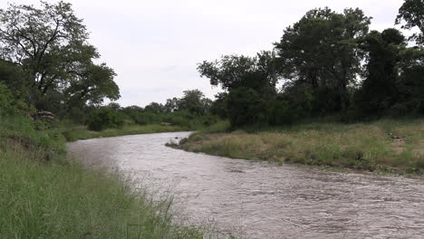 a seasonal river in south african kruger park is flooded after heavy rainfall