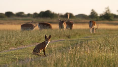 fox and deer in a meadow at sunset