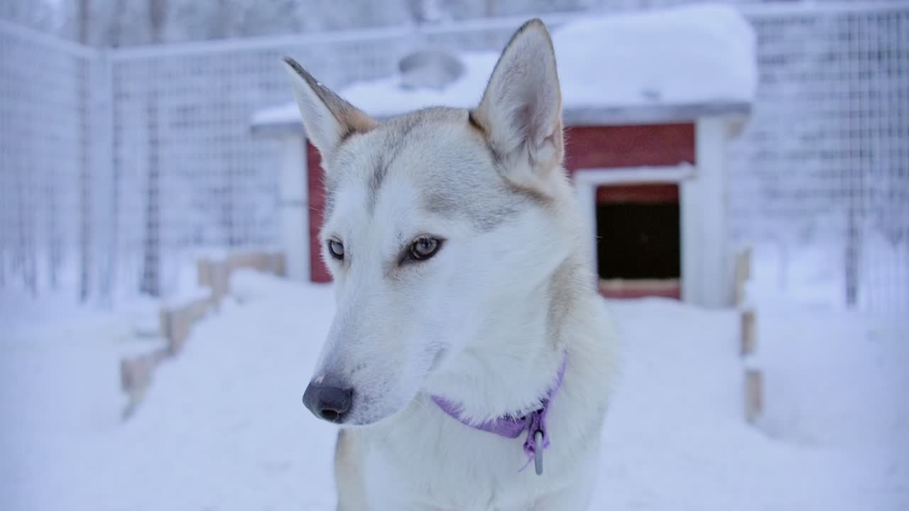 Husky Dog in Snowy Winter Setting