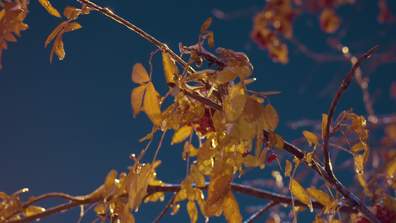 золотой свет мягко освещает ветви деревьев с ягодами и осенними листьями, на фоне глубокого голубого неба, создавая спокойную, мирную зимнюю атмосферу с природой и естественной красотой