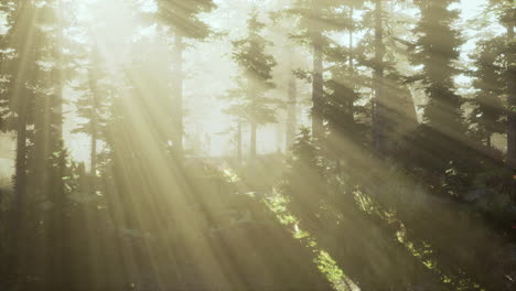 forest of beech trees illuminated by sunbeams through fog