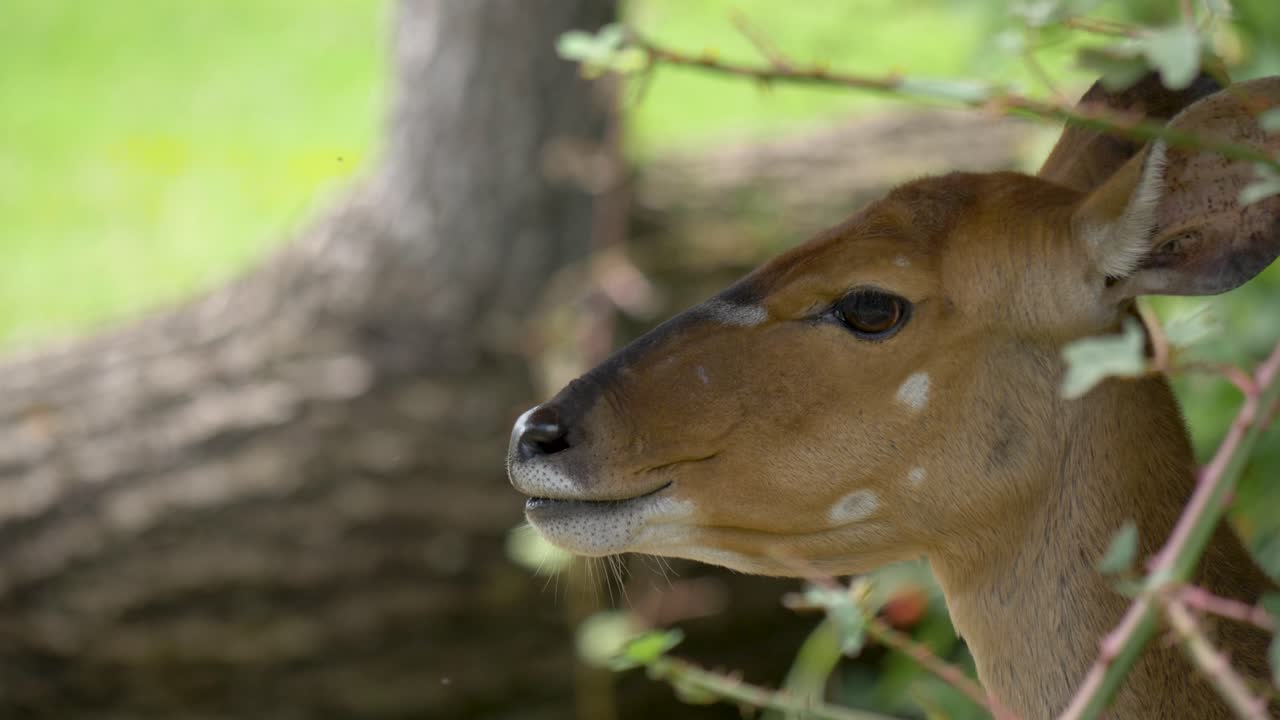 retrato de primer plano aislado de una nyala hembra pastando rodeada de follaje verde